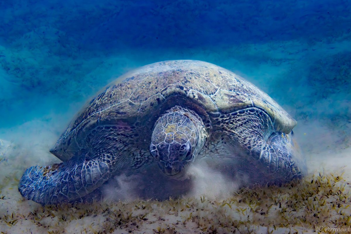 Green turtle - Marsa Alam - Egypt