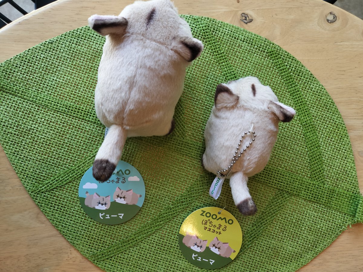 moriokazoo's tweet image. 大人気で欠品中のZOOMOオリジナルぬいぐるみ『ぽちゃまるピューマ』が何と！ボールチェーン付きのマスコットになりました‼
従来のぬいぐるみよりも一回り小さく、とっても可愛い…！
是非おでかけに連れていってくださいね♪
オンラインショップでは9月5日20時より販売開始‼
moriokazoo.stores.jp