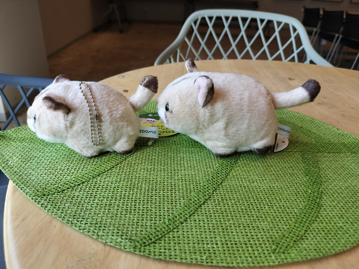 moriokazoo's tweet image. 大人気で欠品中のZOOMOオリジナルぬいぐるみ『ぽちゃまるピューマ』が何と！ボールチェーン付きのマスコットになりました‼
従来のぬいぐるみよりも一回り小さく、とっても可愛い…！
是非おでかけに連れていってくださいね♪
オンラインショップでは9月5日20時より販売開始‼
moriokazoo.stores.jp