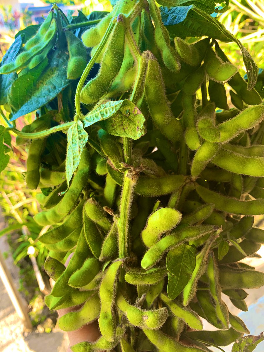aekatoa's tweet image. My small win for the day was finding some edamame in Talamahu Market 🙌🏽 #ChefIntheMaking 😆 #Tonga 🇹🇴