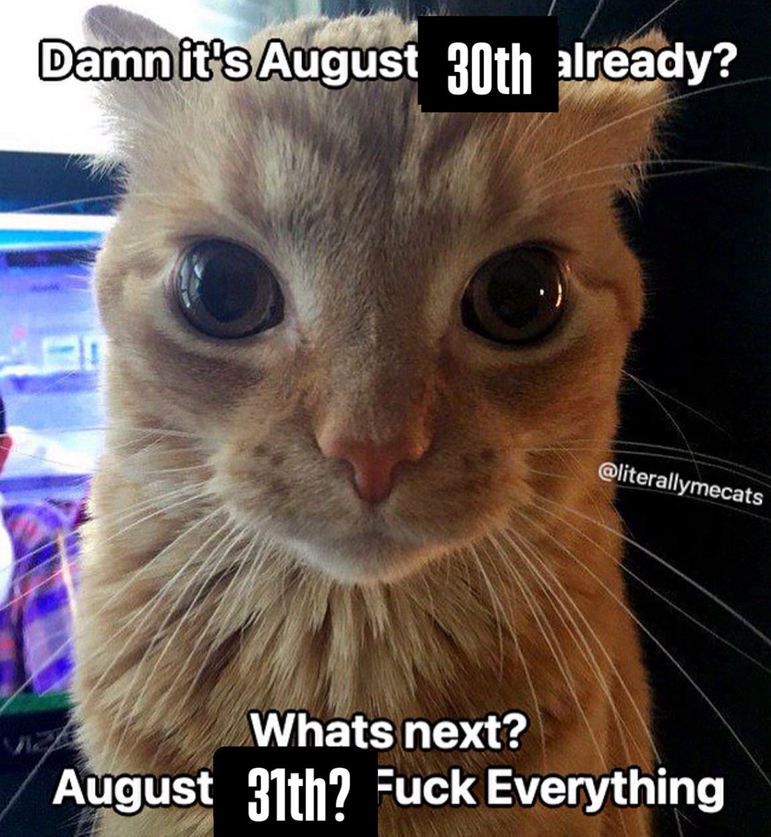 LiterallyMeCats (@literallymecats) on Twitter photo 