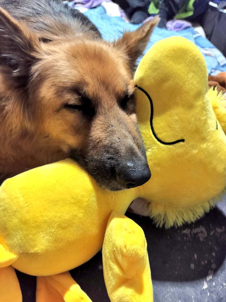 Goodnight everyone, from Apollo ♥️🐾 mom got me a new stuffie pal for being so brave for my surgery. She said his name is Woodstalk and I love him 🥰 - Apollo   💤💤💤