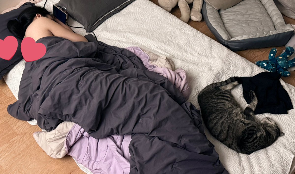 고양이 두 마리