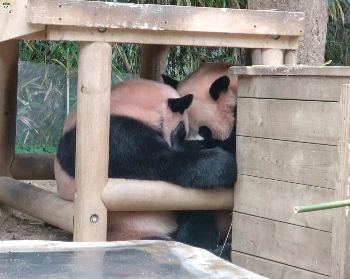 너네 모햌ㅋㅋㅋㅋㅋㅋㅋㅋㅋㅋㅋㅋ
#루이바오 #후이바오 #Ruibao #Huibao

출처-인스타 fubao_012486