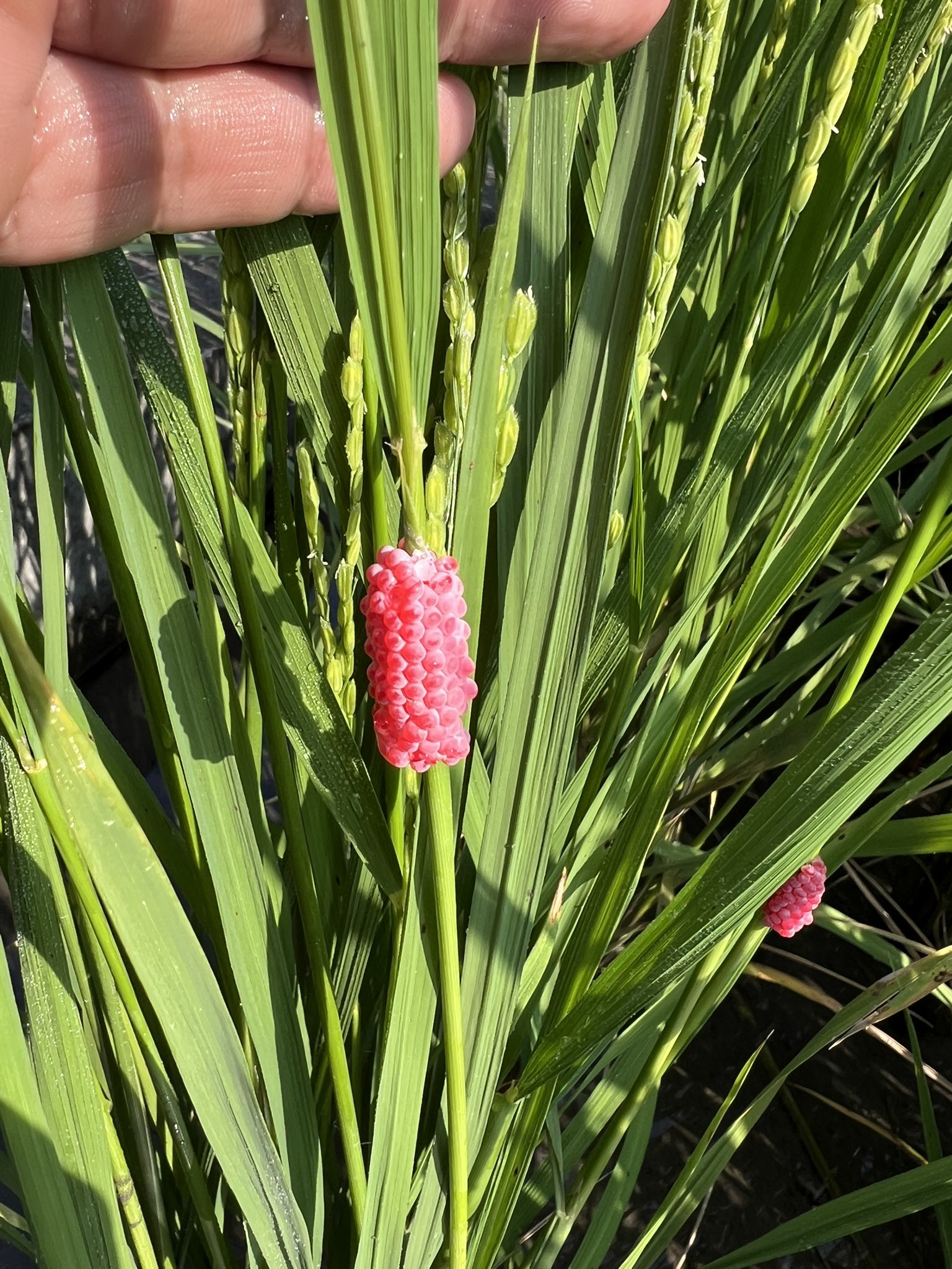 田舎のもの 田舎の者mo-chan (@moss0782ga) / X