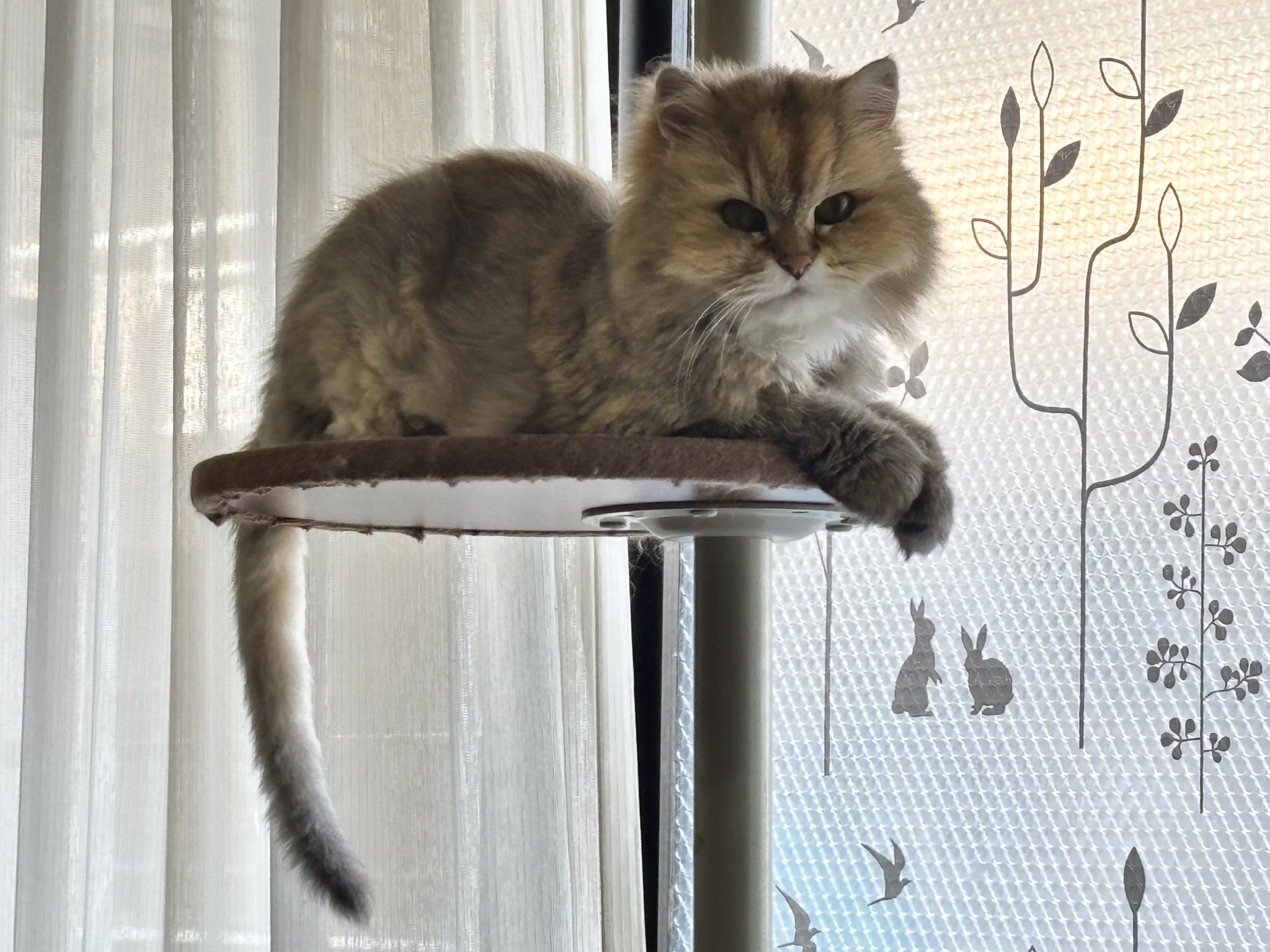 nekko1127@猫飼ってます 　379 🎍みの🎍 on X: 