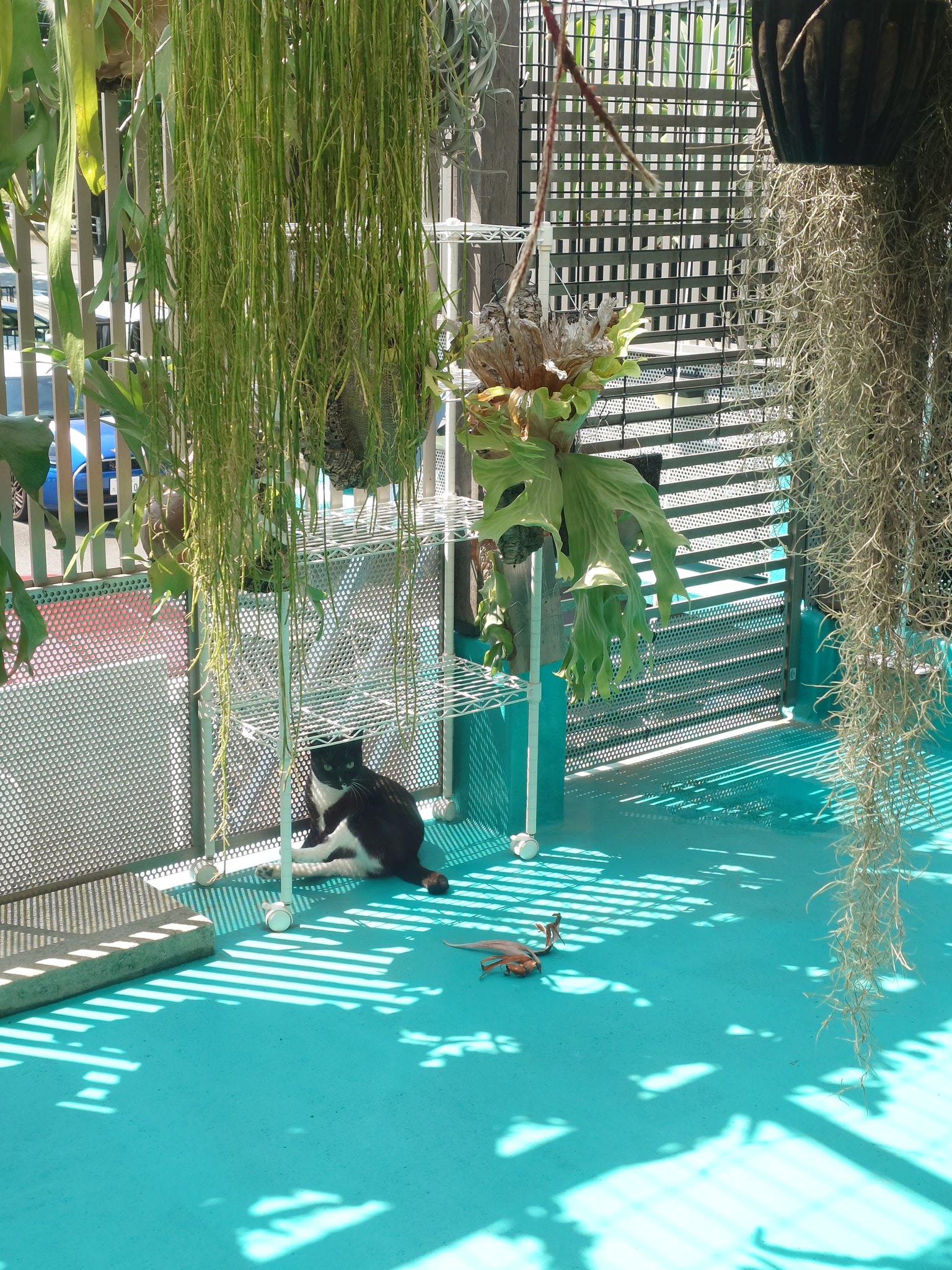 ねこすか on X: 
