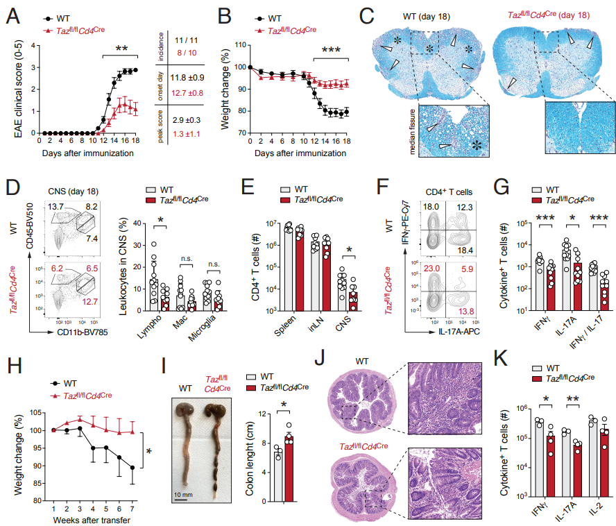 Tafazzin-Mediated Cardiolipin Remodeling Controls Metabolic Stress Response and Effector Function of Inflammatory T Cells <a href="/biorxivpreprint/">bioRxiv</a> 🇩🇪
biorxiv.org/content/10.110…