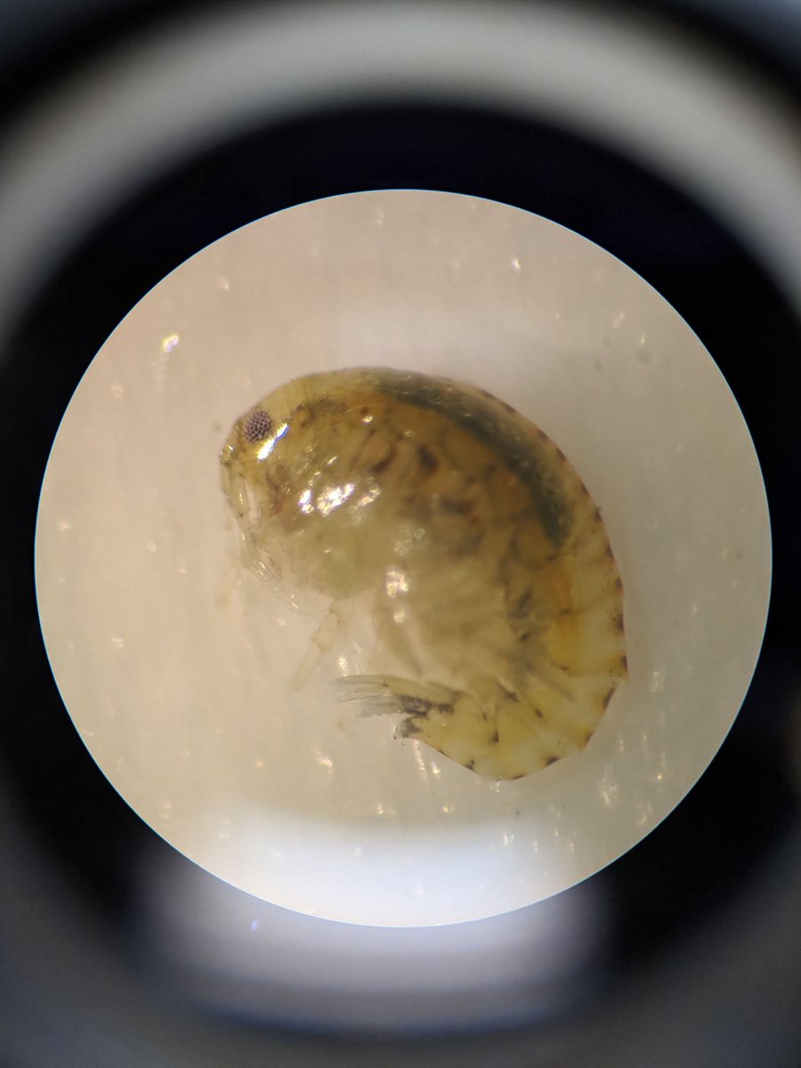 <a href="/Tim_The_Sandman/">Tim 🏴‍☠️🏴Decentralize and nullify 🏴🏴‍☠️</a> Tiny amphipod