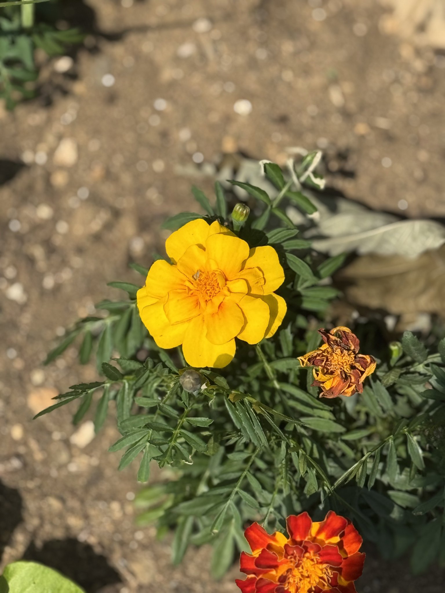 nano花様♡ありがとうございます♡ 似合いますか？本物の花なんだって🌸