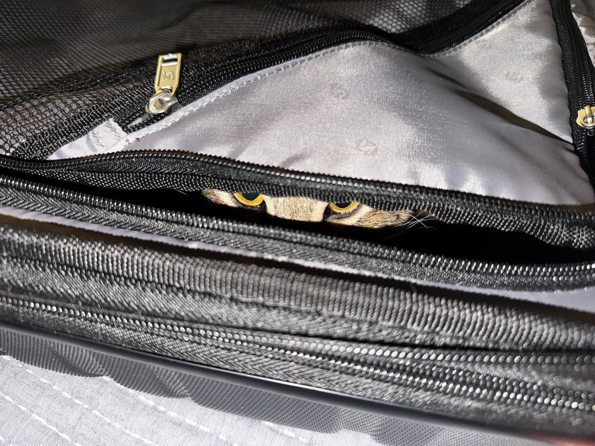 Luis__CS2's tweet image. My cat decided to crawl into my suitcase, she’s trying to stow away