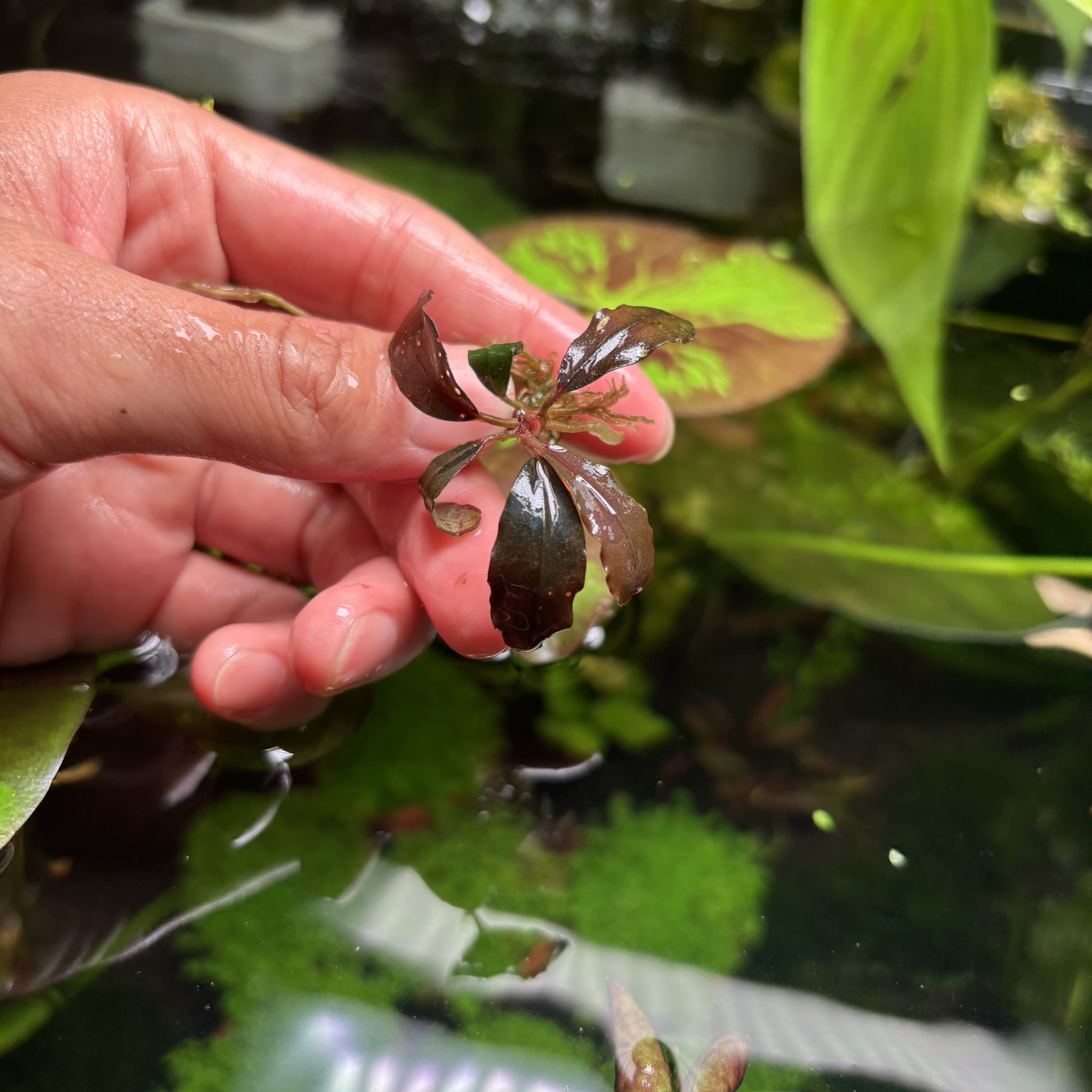 Bucephalandra sp.purple 2020 カミハタ便 Bucephalandra sp.purple 2020 カミハタ便 Bucephalandra sp