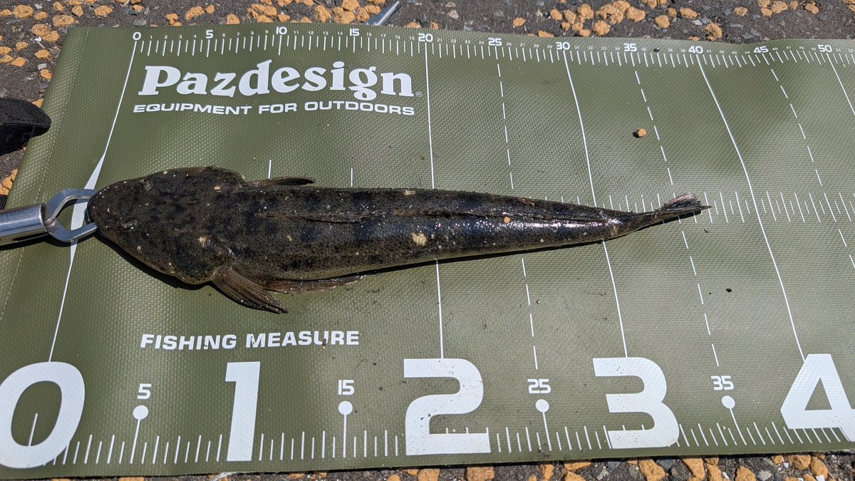 遅めのおはマゴたん37㌢🤩
厳しい中での釣行、苦労した甲斐があったぁ〜‼️
ちなみにハゼのズル引きで上手く乗らず4バラシ😱
まだ、マゴチのチャンスはありまっせ〜(笑)