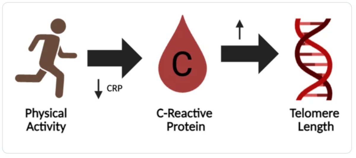 GeroScienceAGE's tweet photo. ❗Breaking: New Open🔓 Access Publication
Chronic inflammation mediates the relationship between physical activity and telomere length by Anamika Nanda & David A. Raichlen et al.
https://t.co/DS8P1xm6FW
#CReactiveProtein #epidemiology #physicalactivity #telomerelength #UKBiobank