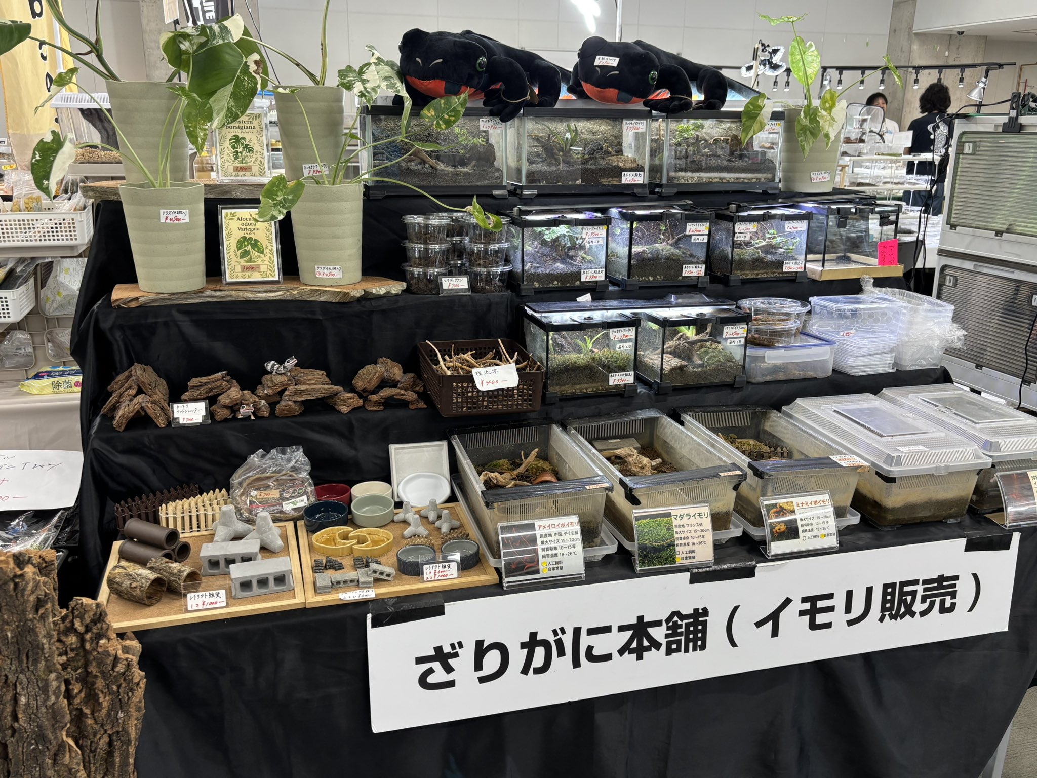 ザリガニ商店 51PzSk9btHL._AC_SY200_QL15_.jpg