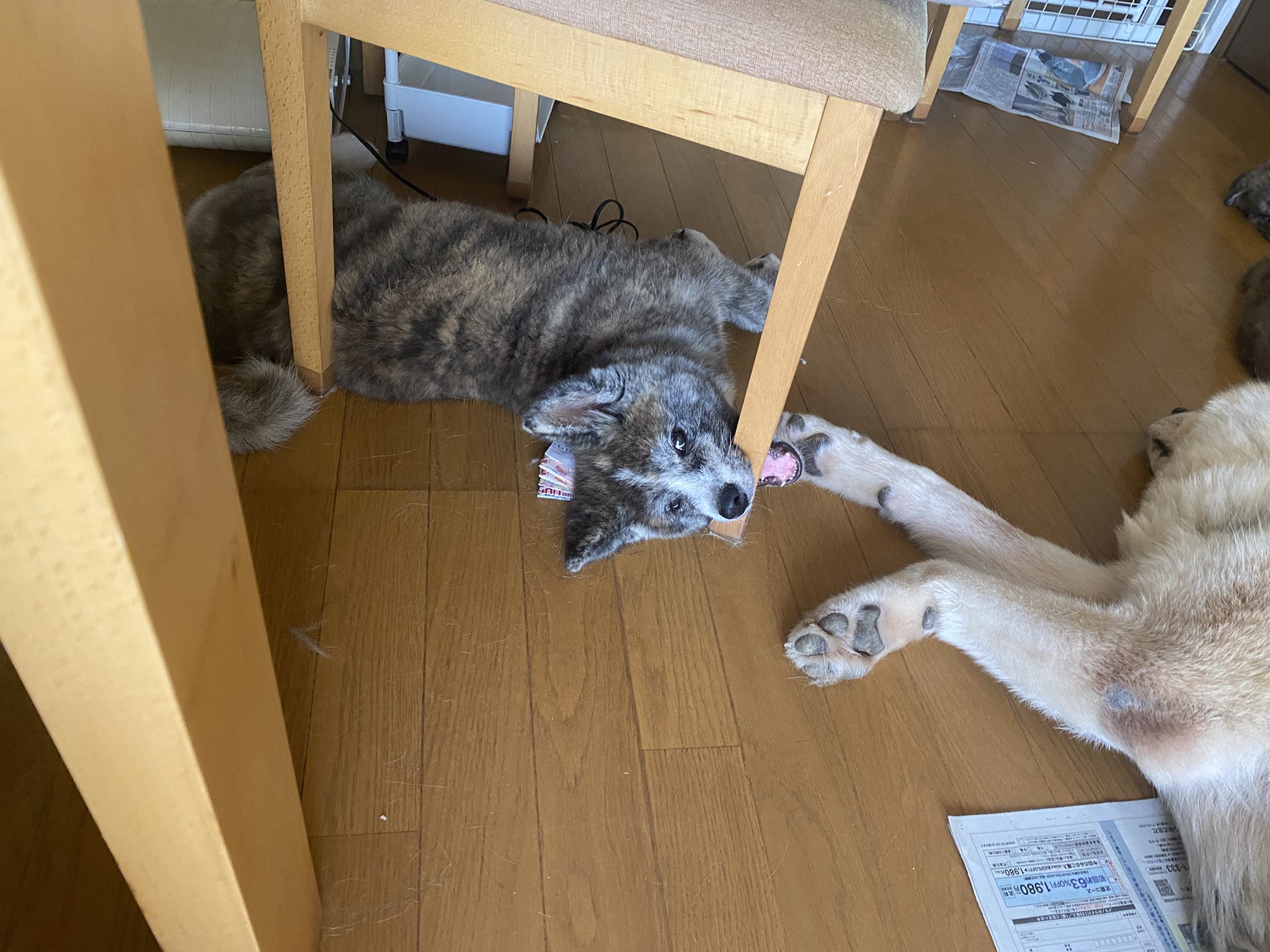 牝犬 ちとせ on X: 
