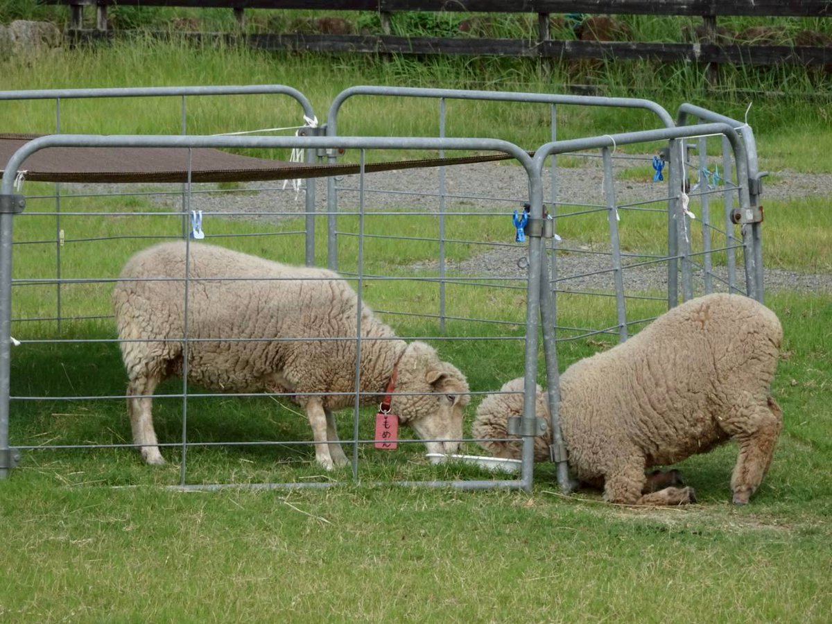 もめんちゃんのごはんを盗み食いするつきちゃん🐑🐑
＃イングランドの丘
＃ひつじ
#もめん
#つき