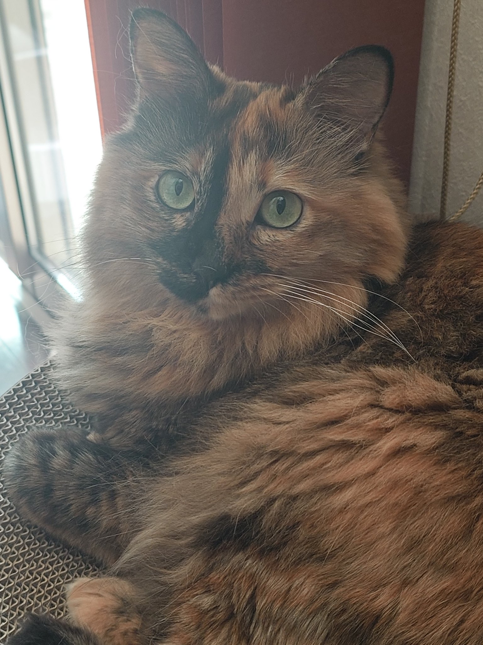 ふらんすねこ様♡ありがとうございます♡ chat blanc on X: 