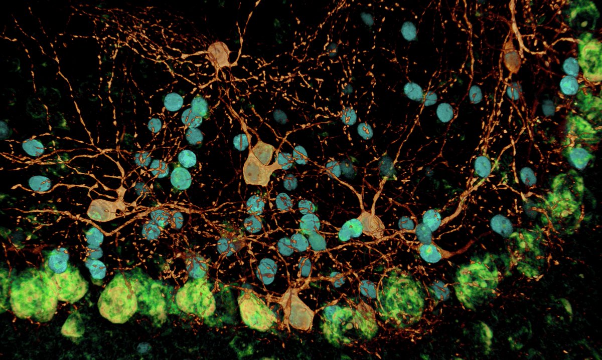 Wendy Xueyi Wang (@awedness) on Twitter photo A hidden constellation. #FluorescenceFriday A hidden constellation. #FluorescenceFriday