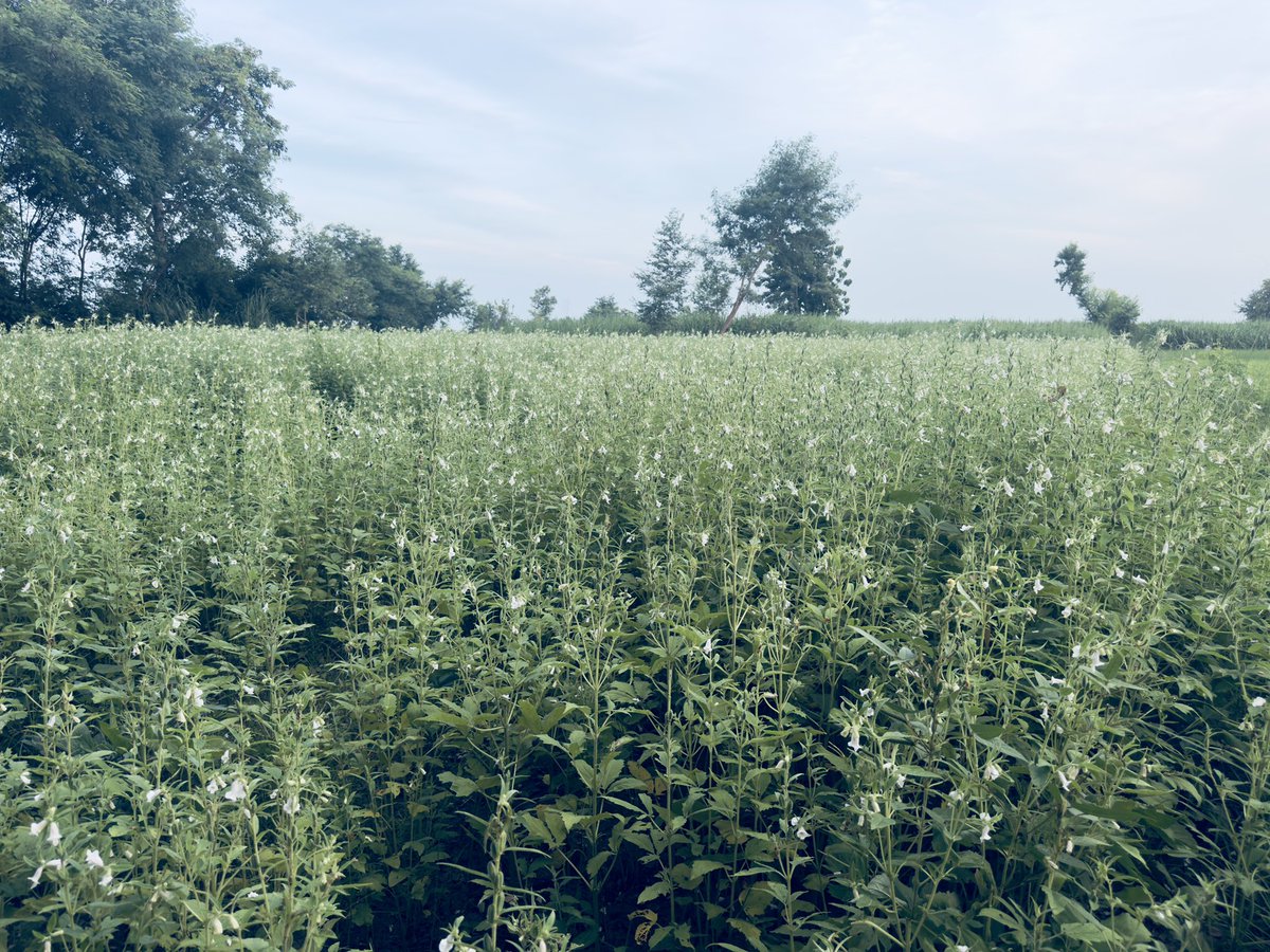 यो के होला?