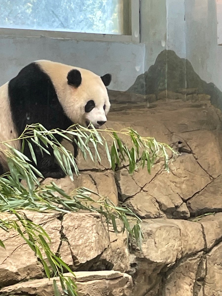 erintophat2's tweet image. @DCPandaCub4 Cheej chillin, #tongueout 👅😎 9/14/23 #PandaStory @NationalZoo @BeiBeiPanda3 @pinkypanda0823 @baobao_chine @grandmeixiang @tiantianpanda97 @goobearCTJ @huahua_nino @24ichico @PookieDigi4Ever @LoveofPandas1 @Doralovesbears @DCPandaGirl @NormaValentini @rosebeck41