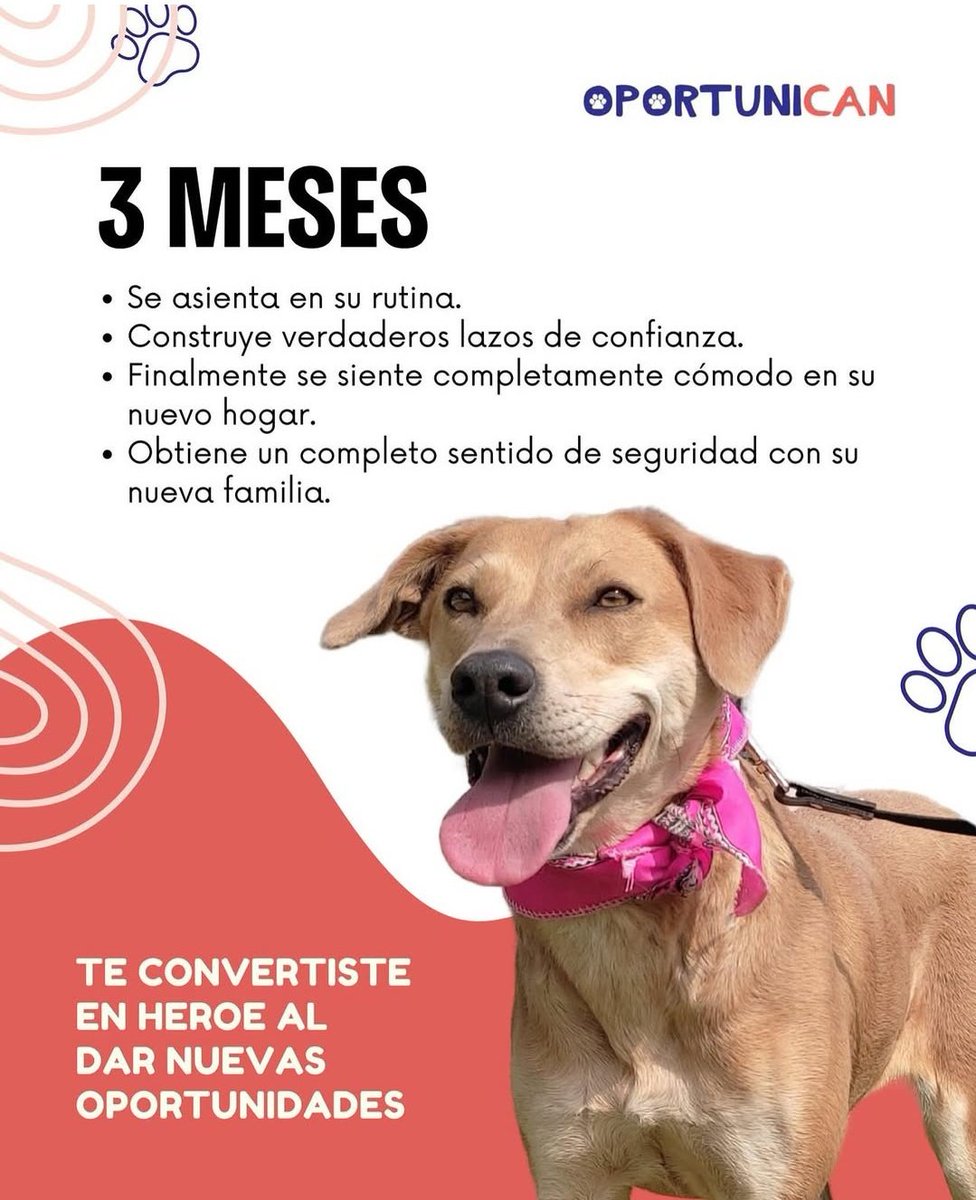 OPORTUNICAN tweet media