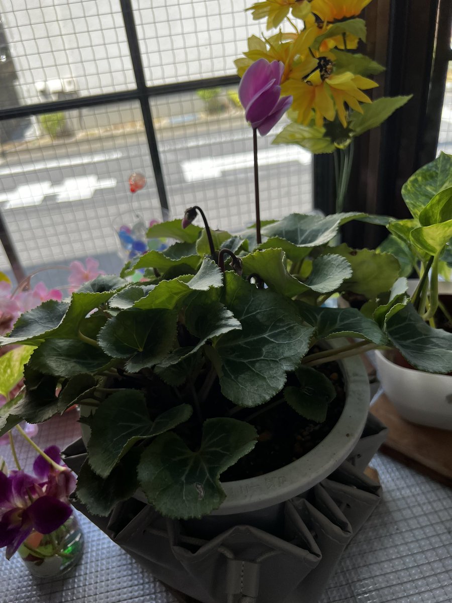 daini_kurinoyu's tweet image. #4年目になった  #例のシクラメン ( *´艸`)
今日から～お店に❣️出勤します🤗✨
生命力～すごいな❣️工事中👷‍♂️外で 自由に❣️育ちました😊
ほめてあげてね😊
がんばれ🔥シクラメン
きっと😂喜びます😂🌸🌸

 #大田区  #鵜の木  #銭湯  #第二栗の湯  #にゃー 🐱♨️𓈒𓂂𓏸

❣️今日は #ももの葉湯 ♨️𓈒𓂂𓏸