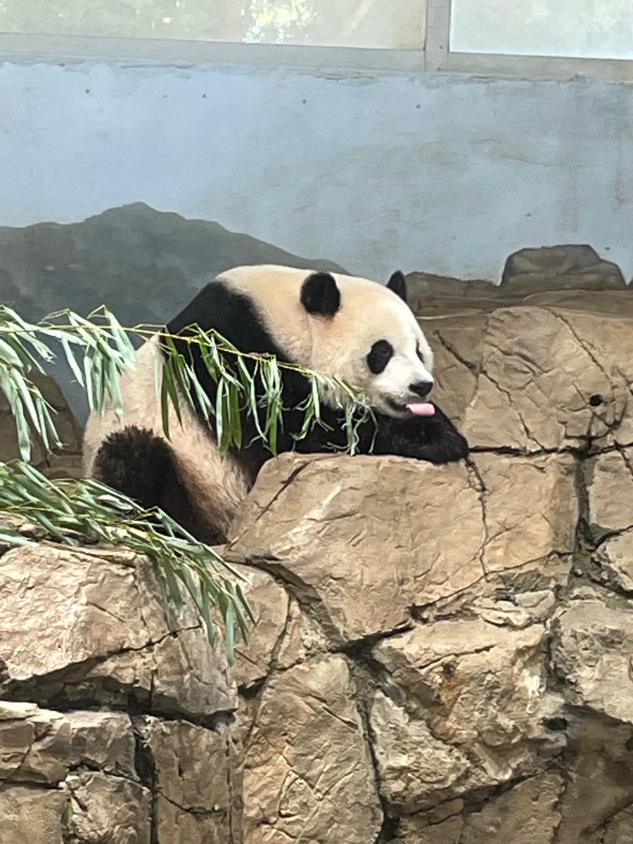 erintophat2's tweet image. @DCPandaCub4 Cheej chillin, #tongueout 👅😎 9/14/23 #PandaStory @NationalZoo @BeiBeiPanda3 @pinkypanda0823 @baobao_chine @grandmeixiang @tiantianpanda97 @goobearCTJ @huahua_nino @24ichico @PookieDigi4Ever @LoveofPandas1 @Doralovesbears @DCPandaGirl @NormaValentini @rosebeck41