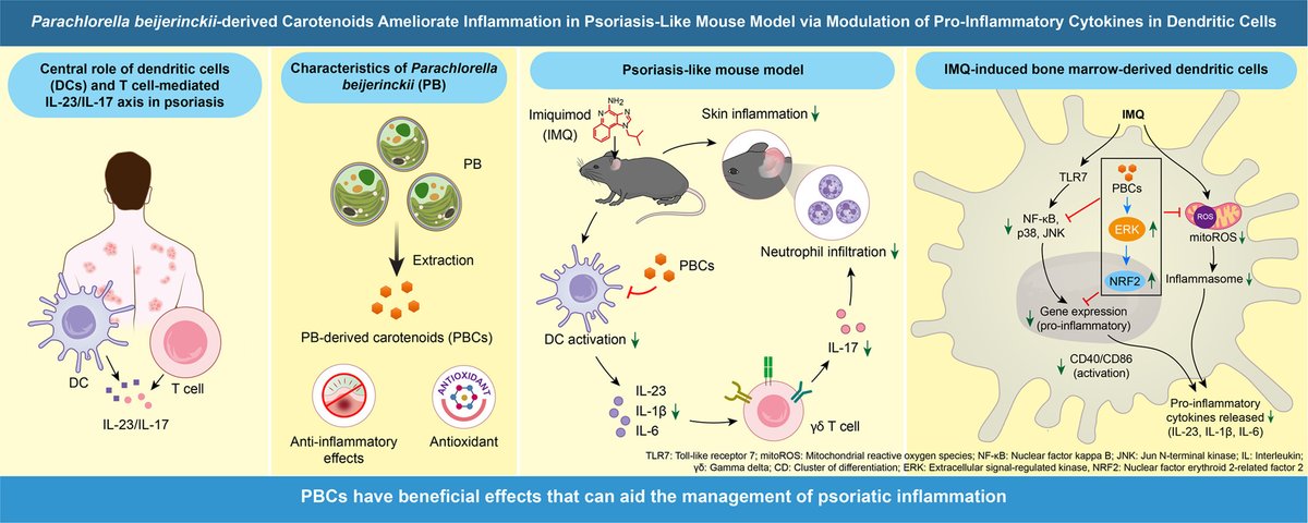Parachlorella beijerinckii-derived carotenoids ameliorate inflammation in a psoriasis-like mouse model via modulation of pro-inflammatory cytokines in dendritic cells doi.org/10.1016/j.jnut… #Parachlorellabeijerinckii #algae #inflammation #psoriasis #cytokines