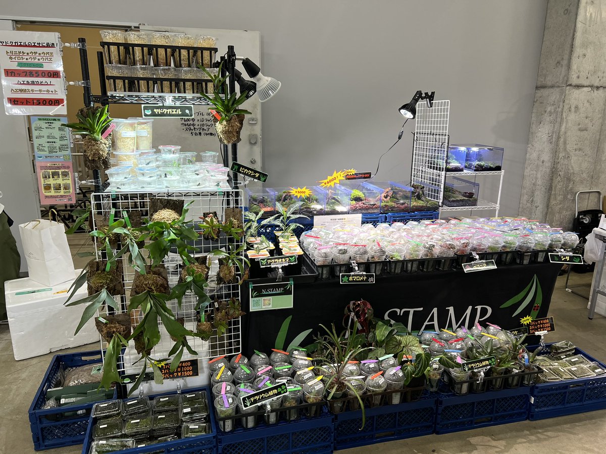 最後の１点♡未使用超オススメ！エデンガーデンスタンプ＆ダイセットスタンピンアップ 楽天市場】☆セール30％OFF☆[アモスタイル]きゅっと寄せブラ