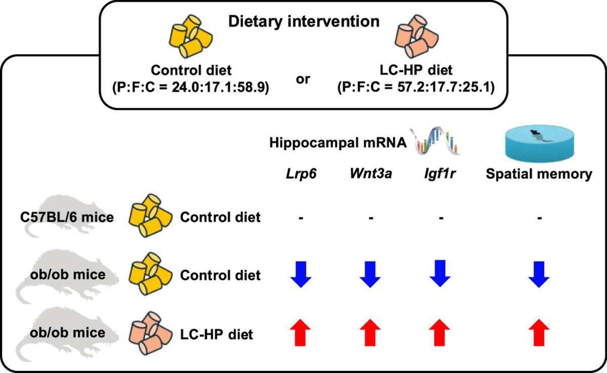 Improvement of spatial memory dysfunction in type 2 diabetic mice through a low-carbohydrate and high-protein diet: Potential role of LRP6/Wnt3a signaling in the hippocampus doi.org/10.1016/j.jnut… #type2diabetes #diabetes #lowcarb #highprotein #memory