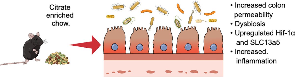 Enhanced citrate consumption increases colon permeability in C57BL/6J mice by affecting gut microbiota and activating HIF-1α doi.org/10.1016/j.jnut… #citrate #foodadditive #colonpermeability #gutmicrobiota #gutbarrierpermeability #inflammation #glucosetolerance #lipogenesis