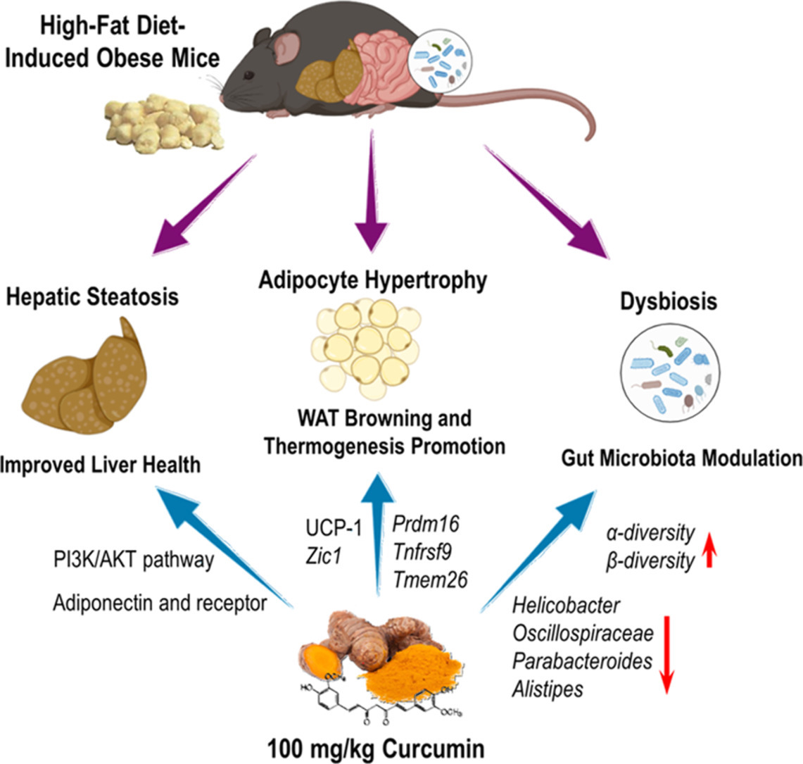 Curcumin mitigates obesity-driven dysbiosis and liver steatosis while promoting browning and thermogenesis in white adipose tissue of high-fat diet-fed mice doi.org/10.1016/j.jnut… #curcumin #phytochemical #gutmicrobiota #liversteatosis #antioxidant #inflammation