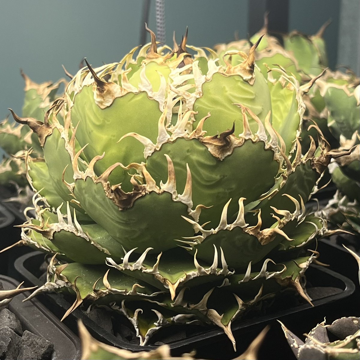 子株出ないかな😶