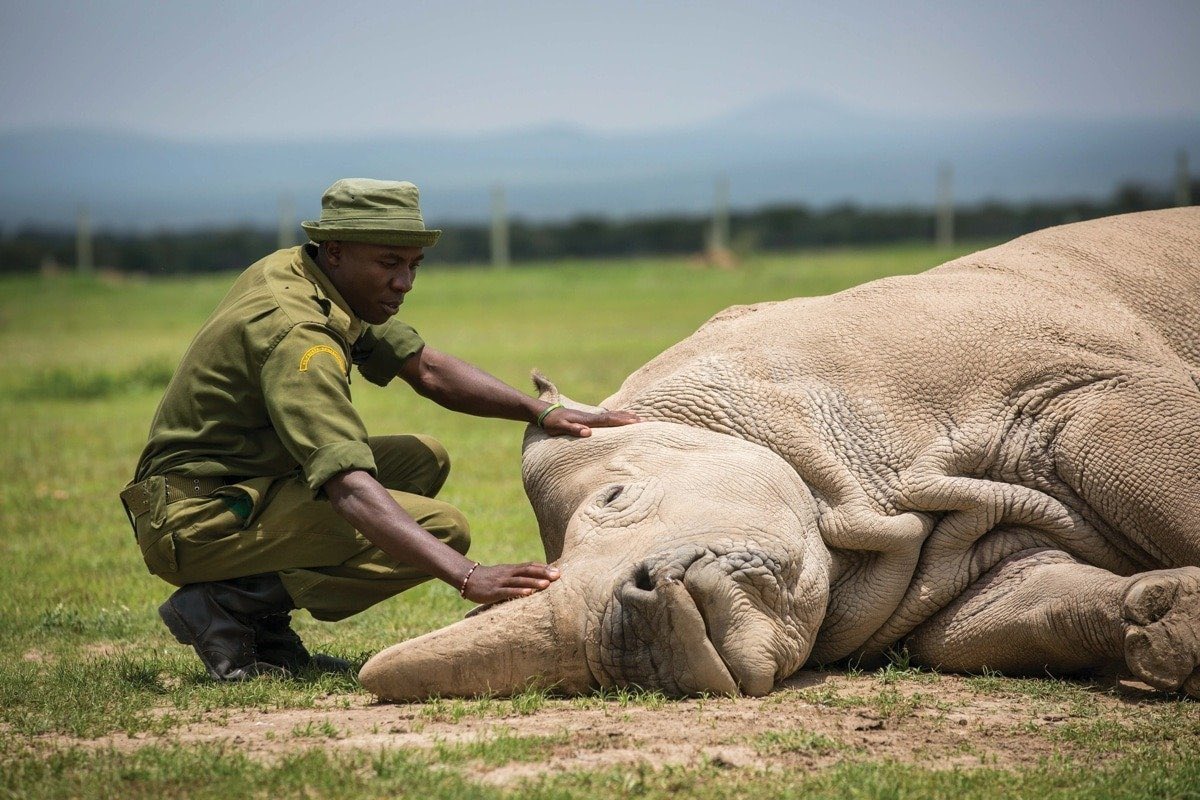 20. Saying goodbye to a subspecies, the very last male Northern White Rhino. 

It survived 55 million years &amp; saw ice ages, earthquakes, meteor strikes &amp; was a testament to innumerable historical changes on the planet. It could not survive humans.

The great beast is now