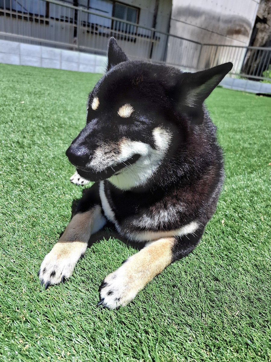 【黒柴あおい】 黒柴あおい🐾 on X: 