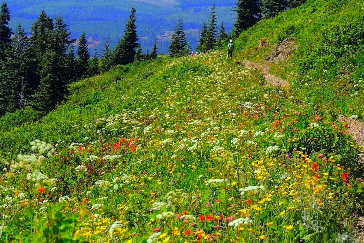 DebFoxFinancial's tweet photo. @AccountingAsArt Of all the paths you take in life, make sure a few of them are dirt.” ― John Muir
Hiking and Nature replenish the soul. Plan for it.
#MakeTimeForYou #FridayWins and #Gratitude for @AccountingAsArt -sending you s/thing pretty since I can't serve you fungi to eat. 😍 https://t.co/qcDnhSsjvG