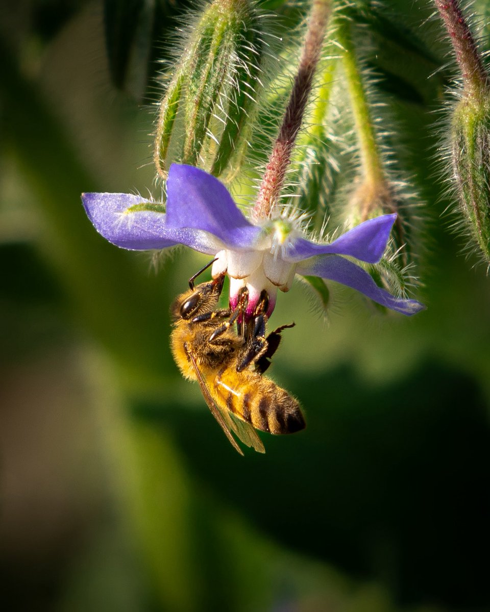 liamsfw's tweet photo. MY BEST BEE PICS 🎉 https://t.co/gsI9rt0B4Q
