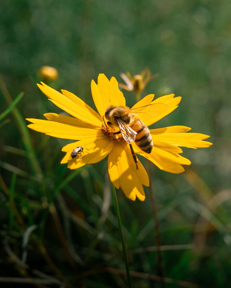 liamsfw's tweet photo. MY BEST BEE PICS 🎉 https://t.co/gsI9rt0B4Q