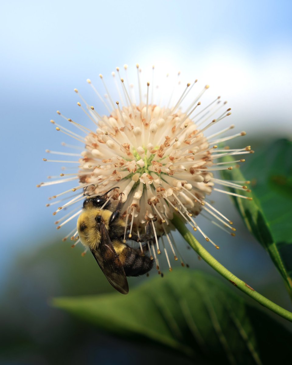 liamsfw's tweet photo. MY BEST BEE PICS 🎉 https://t.co/gsI9rt0B4Q