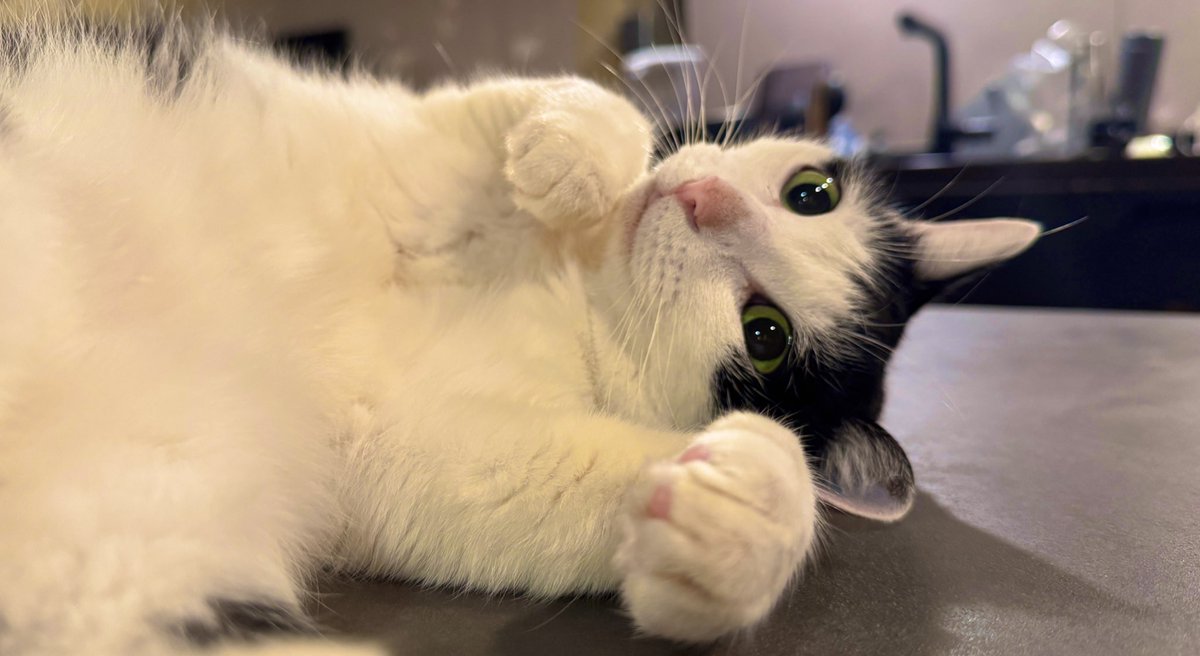 酔拳？

#日常の癒し #リノベ暮らしと猫
#LifeWithCats #Caturday
#帰り遅くてごめん