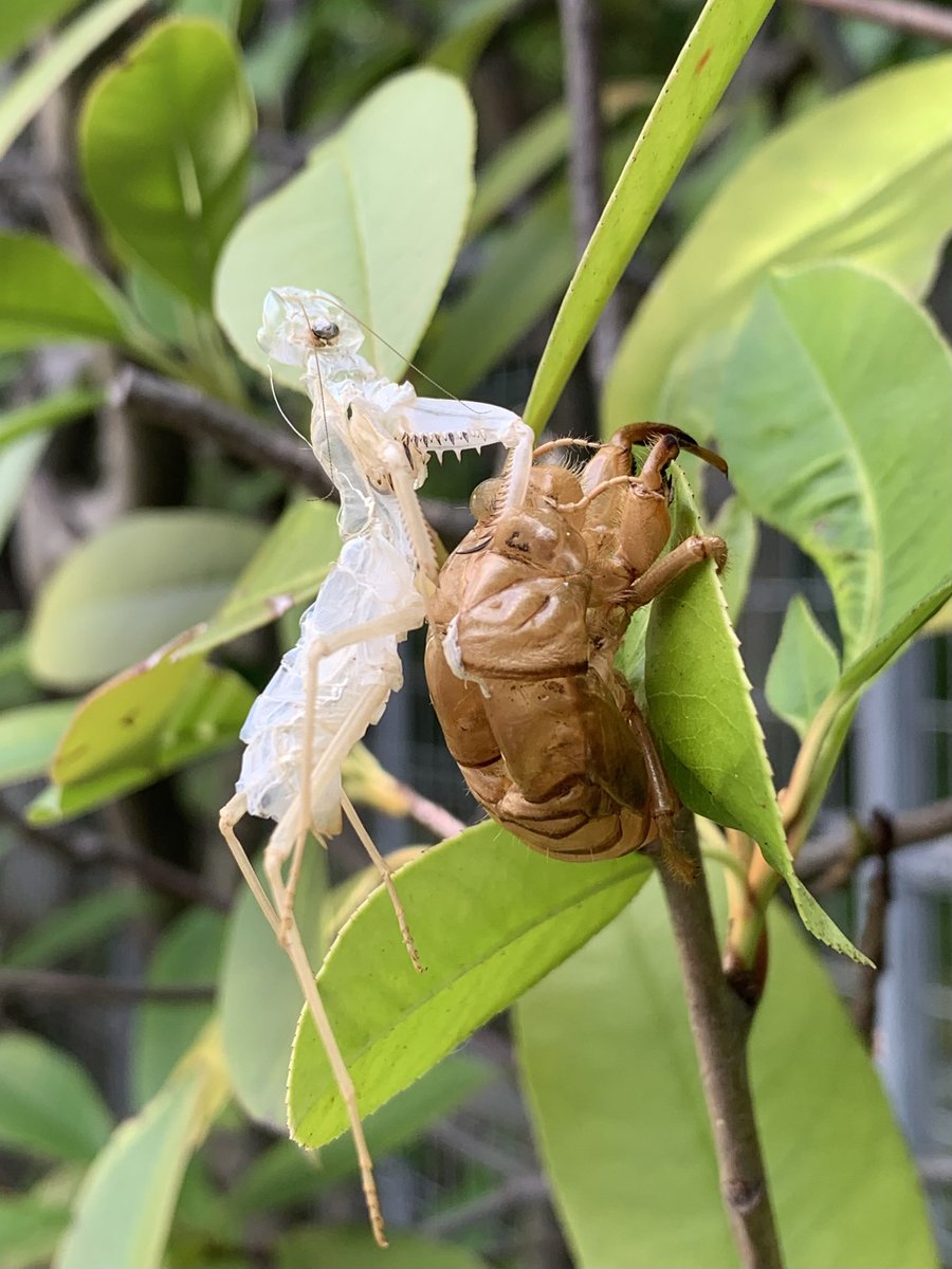 え〜しつこく第三弾です

多くは語りません
さ〜どうでしょう🤗
