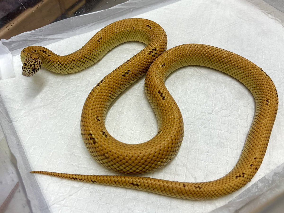 3階在庫紹介🐍 サウスフロリダキングスネーク ウルトラモザイク