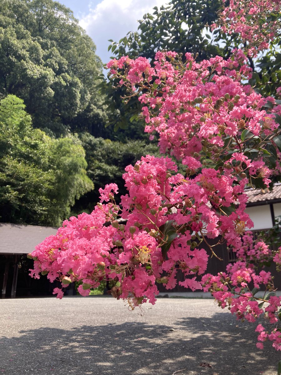いつもご利用誠にありがとうございます🌼今朝は百日紅が綺麗に咲いています。