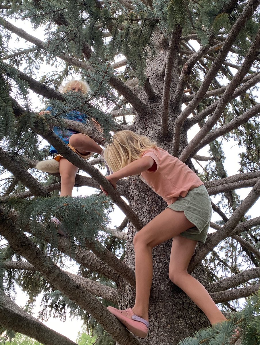 Why are all the good climbing trees in Colorado?