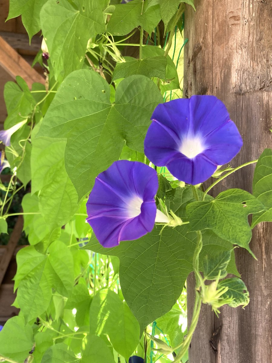 ひまわりと朝顔も開花中です🌻