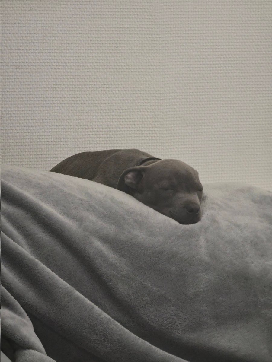 Le but du jeu le matin? Trouver où Aston a dormi 🐕☕️