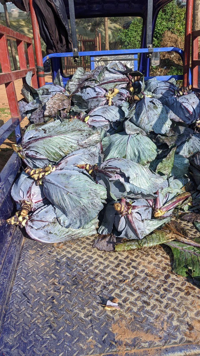 FarmGateRw's tweet image. Fresh and vibrant red cabbage straight from FARMGATE Rwanda Grown with care, harvested fresh, ready for your kitchen!
#FarmGateRwanda #RedCabbage #FreshFromFarm #RwandaAgriculture #FarmFresh #HealthyEating #FairPriceAtTheFarmGate