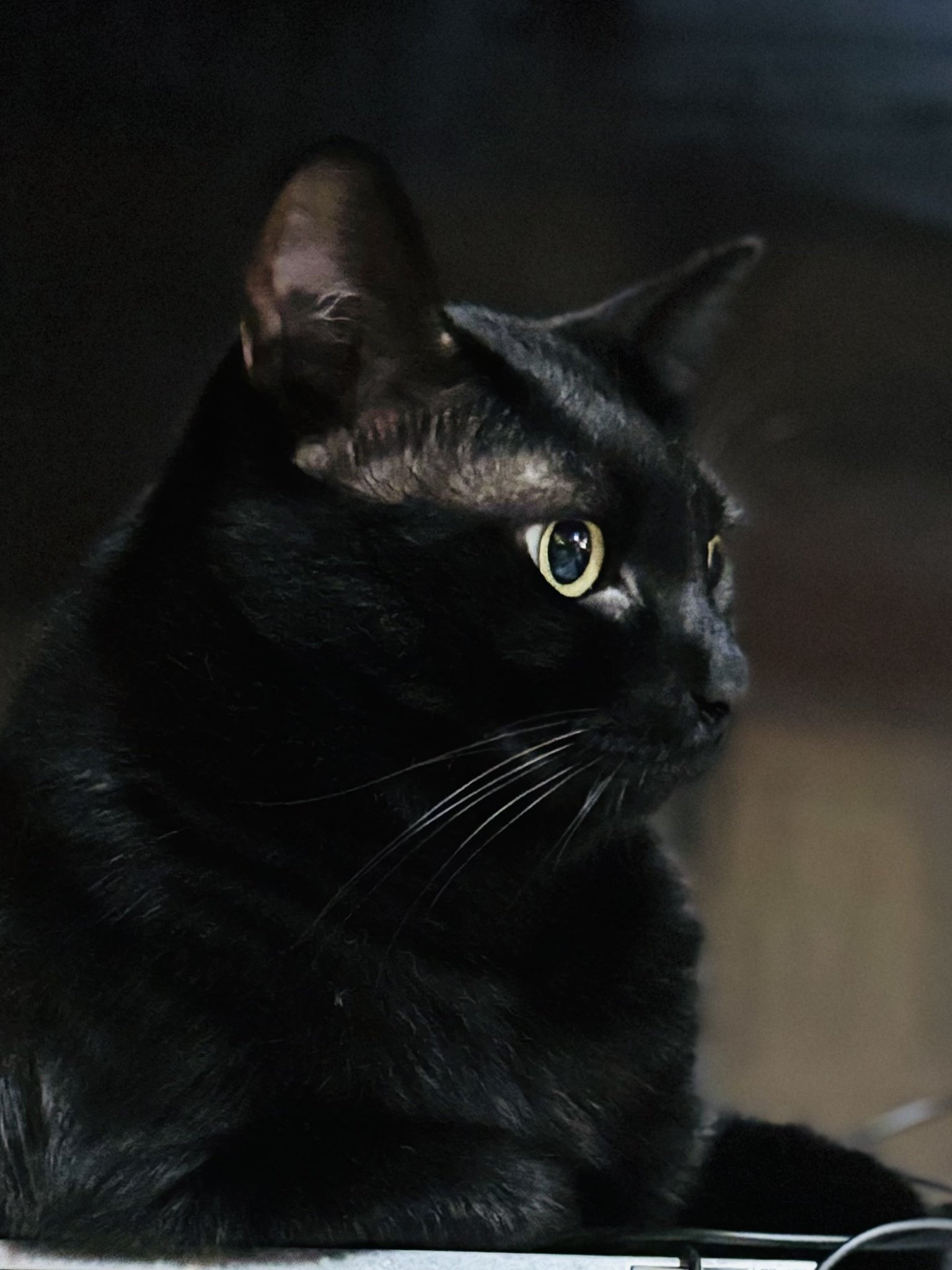 黒猫様 ゆきの🐈‍⬛ on X: 