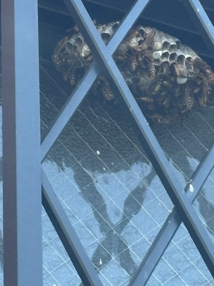 足長ハチ🐝の巣駆除に、２万円でした。
